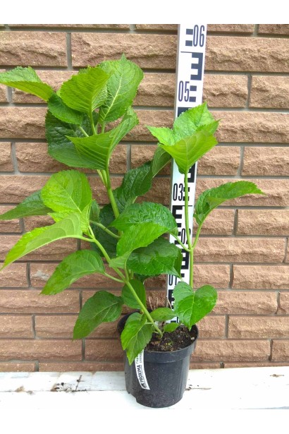 Гортензія широколиста Блаумайс - 3л/вис.25-35см/Ø30-40см